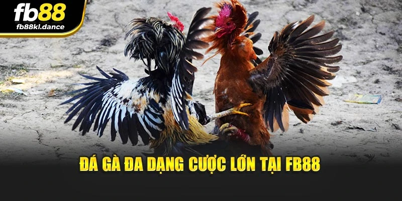 Đá gà đa dạng cược lớn tại FB88